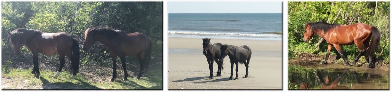 Wild Mustangs Outer Banks