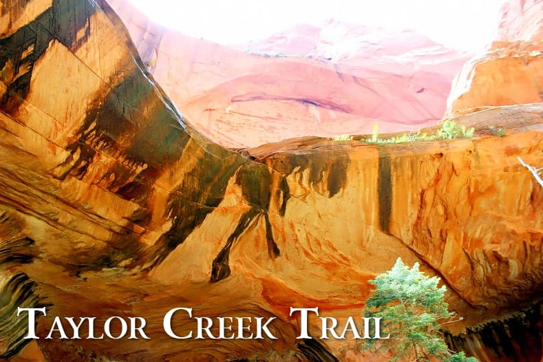 Taylor Creek Trail in Zion National Park