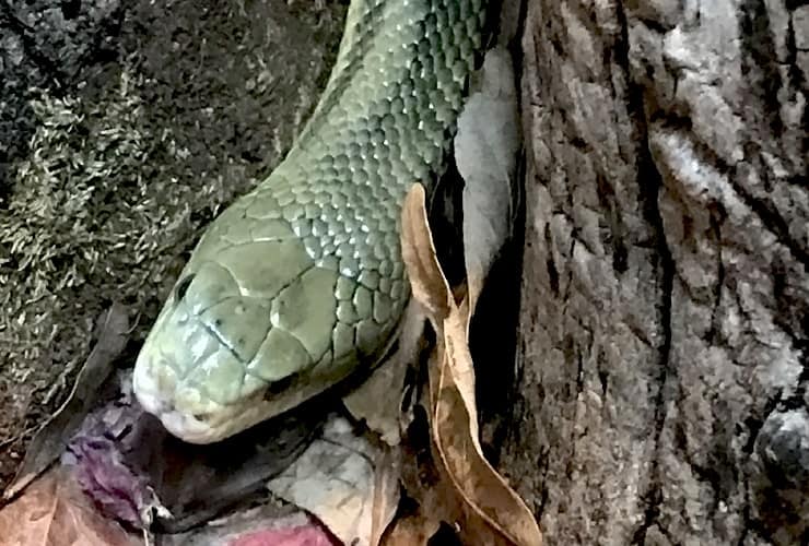 NC Museum of Natural Sciences - Snakes of North Carolina