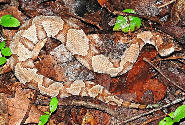 NC_MONS - Snakes of North Carolina