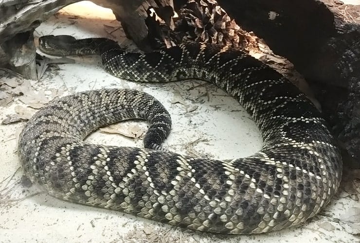 NC Museum of Natural Sciences - Snakes of North Carolina