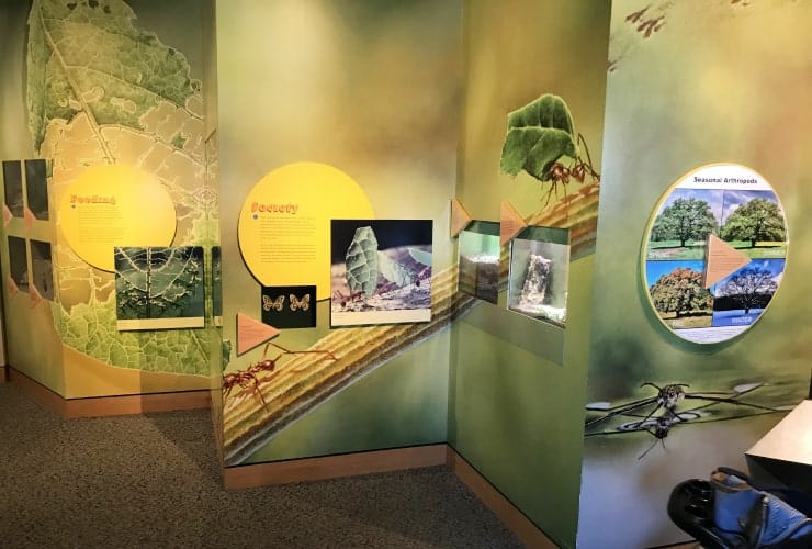 15 Best Exhibits at NC Museum of Natural Sciences - The GloveTrotters!