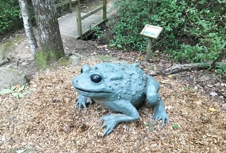 Chimney Rock Park - Great Woodland Adventure Frog