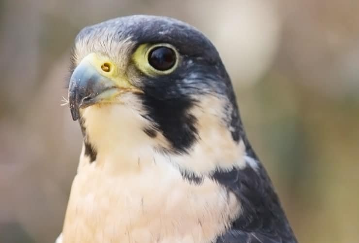 Grandfather Mountain Wildlife - Peregrine Falcon