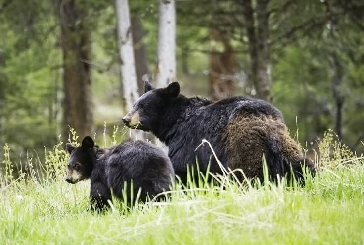 Grandfather Mountain Wildlife - Black Bear