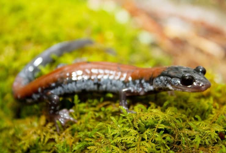 Grandfather Mountain Wildlife - Yonahlossee Salamander