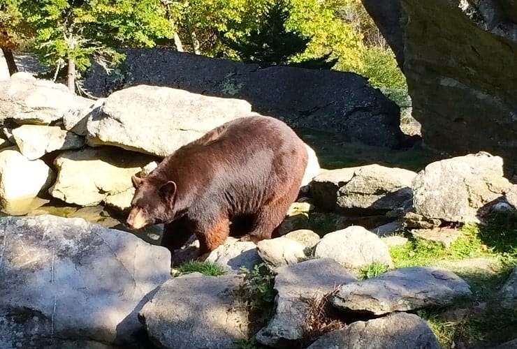 Grandfather Mountain Animal Encounters - Black Bear
