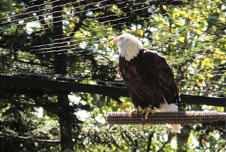 Grandfather Mountain Animal Encounters - Bald Eagle