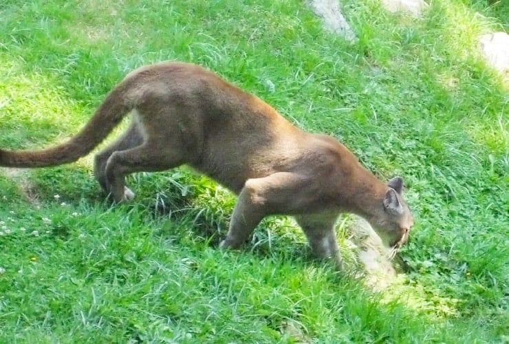 Grandfather Mountain Animal Encounters - Cougar