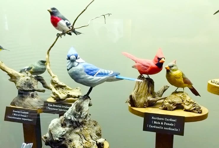 Grandfather Mountain Nature Museum - Birds