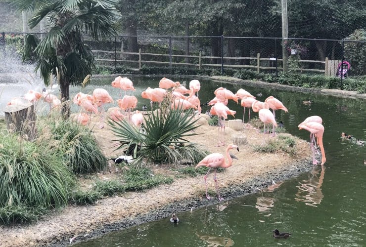 Sylvan Heights Bird Park - North Carolina - Group of Flamingos