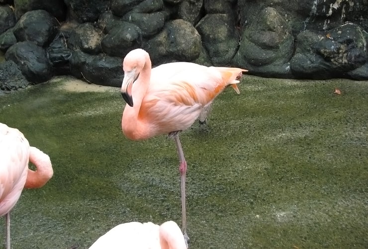 Sylvan Heights Bird Park - North Carolina - Flamingo Standing