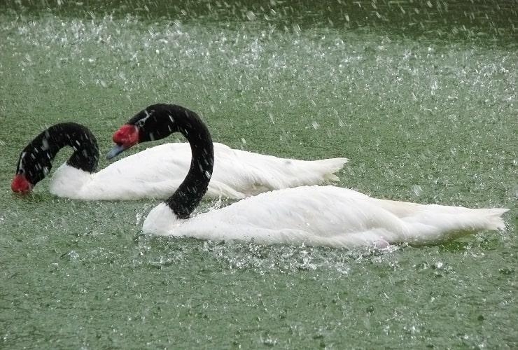 Sylvan Heights Bird Park - North Carolina - Black-necked Swan