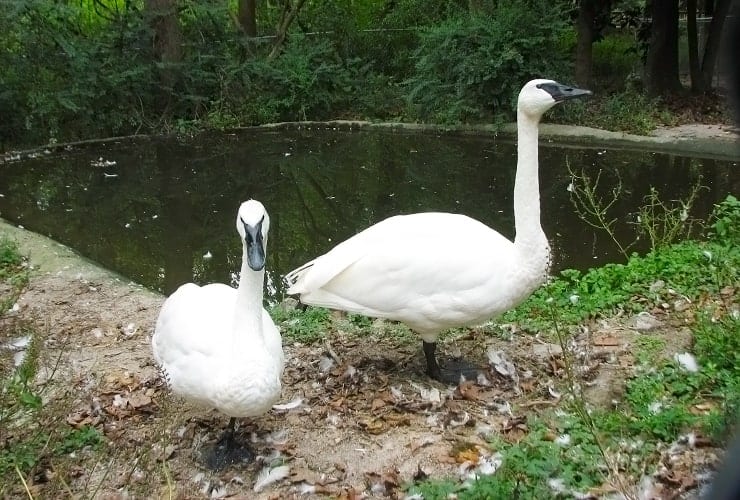 Sylvan Heights Bird Park - North Carolina - Swans
