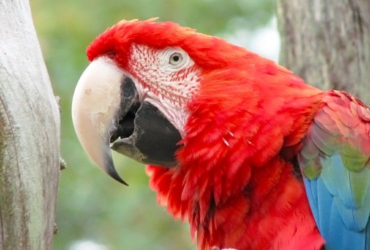 Sylvan Heights Bird Park - North Carolina - Military Macaw