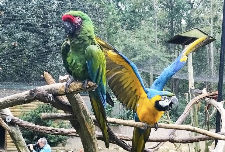 Sylvan Heights Bird Park - North Carolina - Blue and Gold Macaw