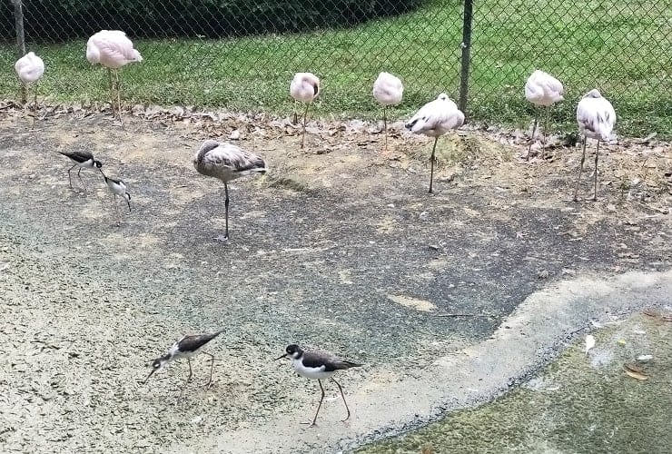 Sylvan Heights Bird Park - North Carolina - Eurasian Flamingos