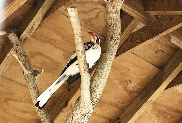 Sylvan Heights Bird Park - North Carolina - Red-billed Hornbill