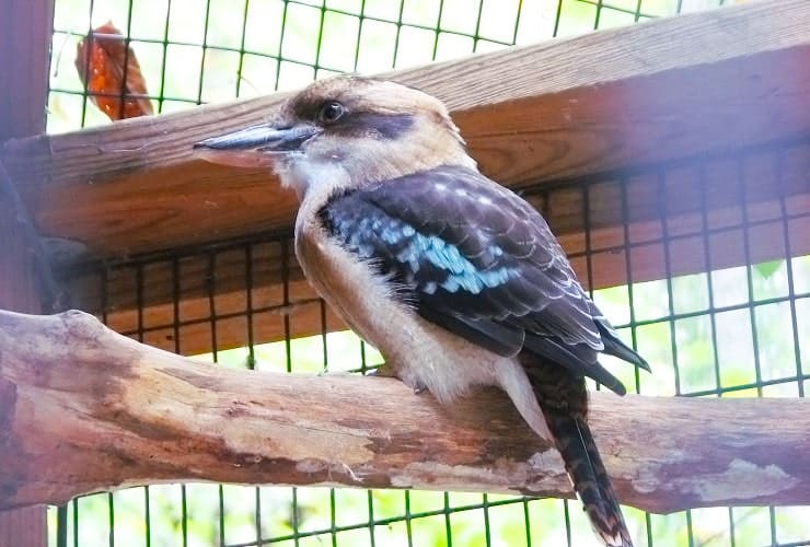 Sylvan Heights Bird Park - North Carolina - Laughing Kookaburra