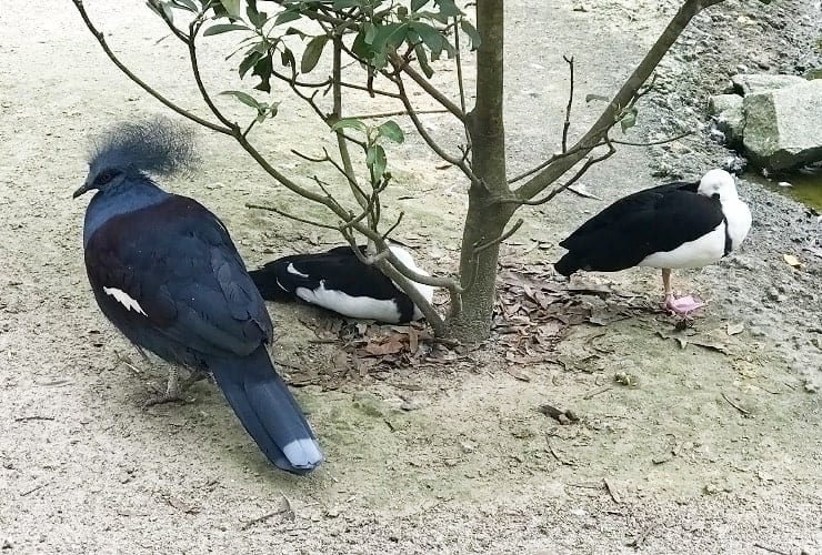 Sylvan Heights Bird Park - North Carolina - Blue Crowned Pigeon