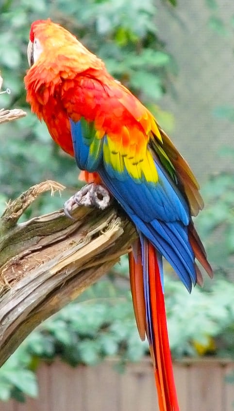 South American Scarlet Macaw