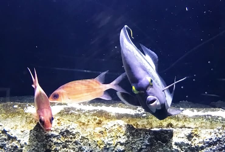 Jennette’s Pier Aquarium Fish