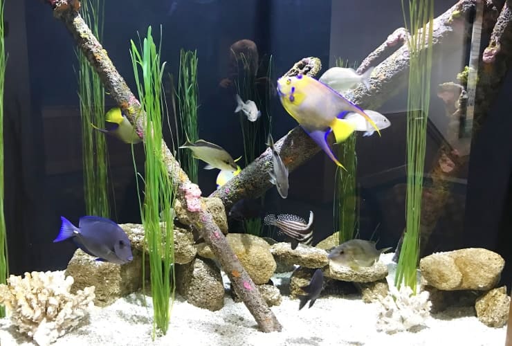 Jennette’s Pier Aquarium Fish