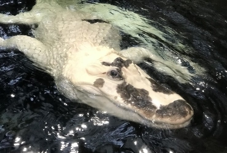 Roanoke Island Aquarium Albino Alligator