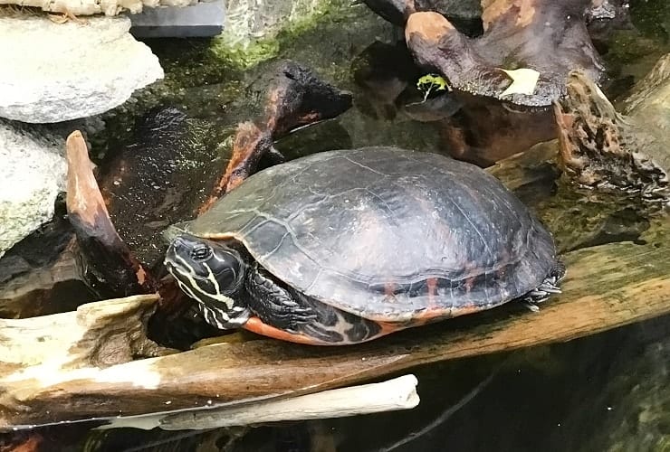 Roanoke Island Aquarium Yellowbelly Slider Turtle