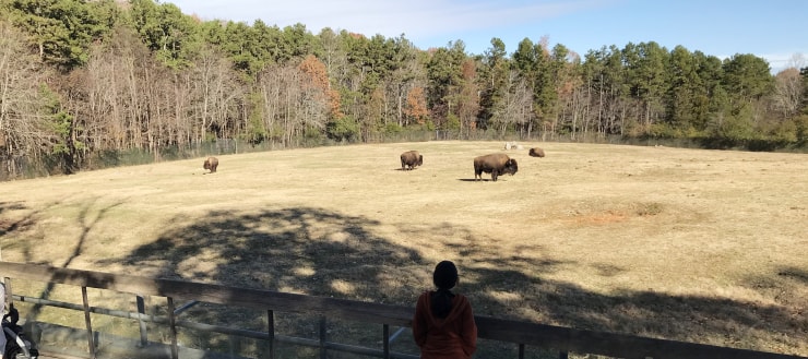 North Carolina Zoo Bison