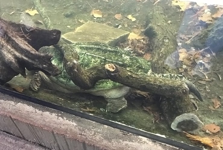 North Carolina Zoo - Cypress Swamp Snapping Turtle
