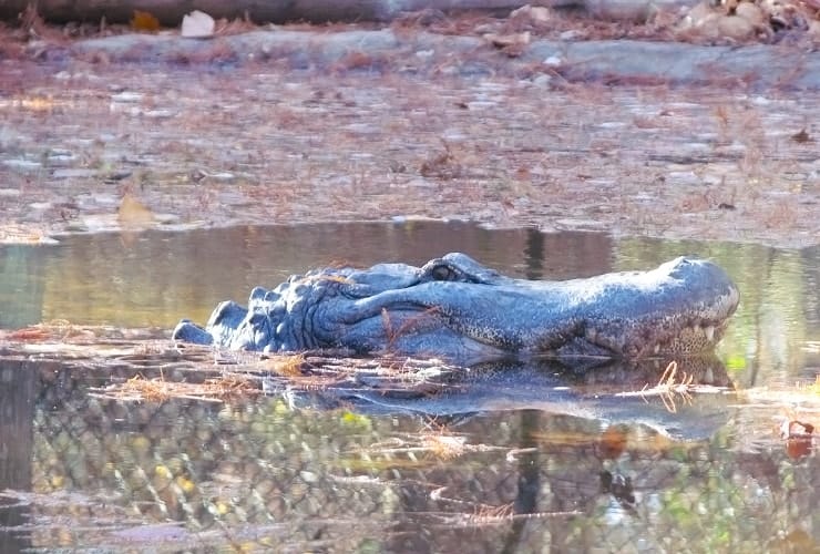 North Carolina Zoo - Alligator