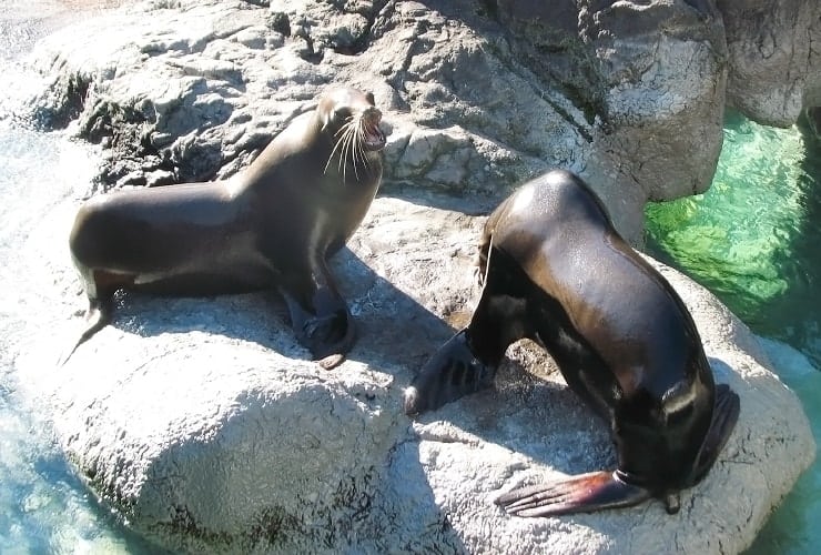 North Carolina Zoo - Rocky Coast Harbor Seals Lounging