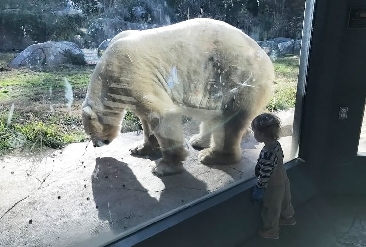 North Carolina Zoo - Rocky Coast Polar Bear