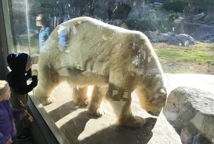North Carolina Zoo - Rocky Coast Polar Bear