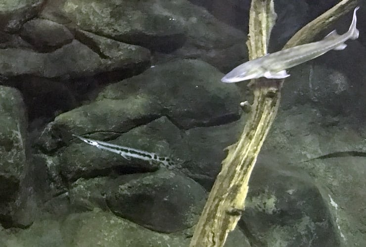 North Carolina Zoo - Streamside Fish