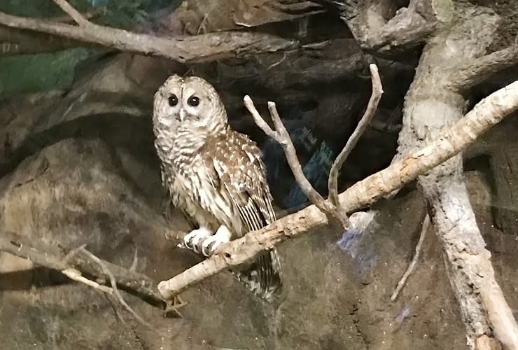 North Carolina Zoo - Streamside Owl