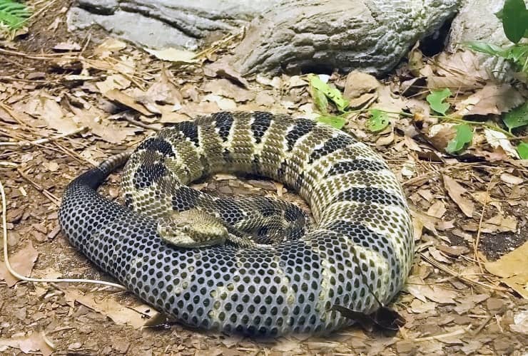 North Carolina Zoo - Streamside Snakes