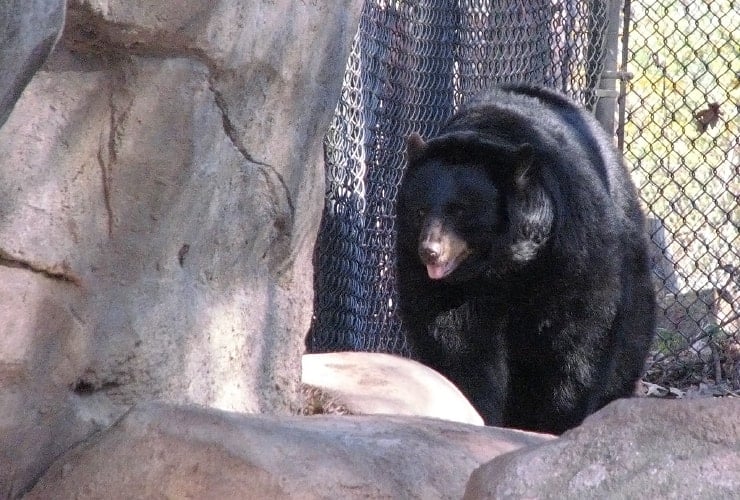 North Carolina Zoo - Black Bear Pacing