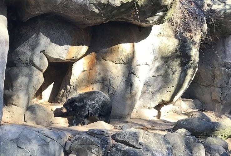 North Carolina Zoo - Black Bears