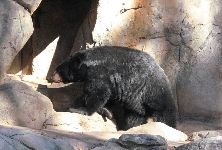 North Carolina Zoo - Black Bears