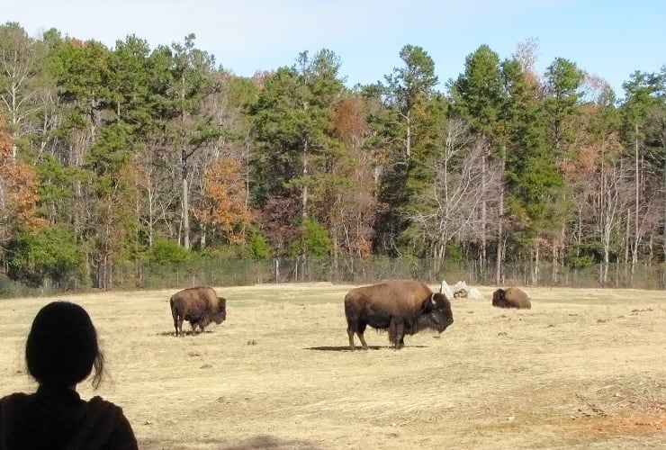 North Carolina Zoo - Prairie Bison