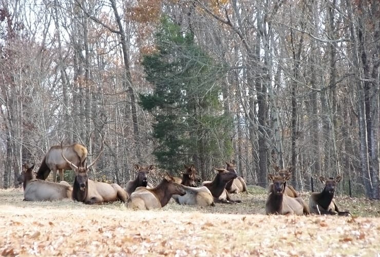 North Carolina Zoo - Prairie Elk