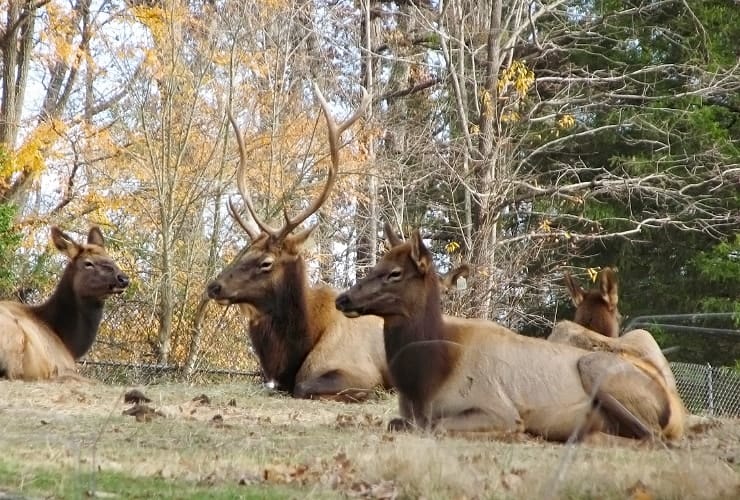 North Carolina Zoo - Prairie Elk Closeup