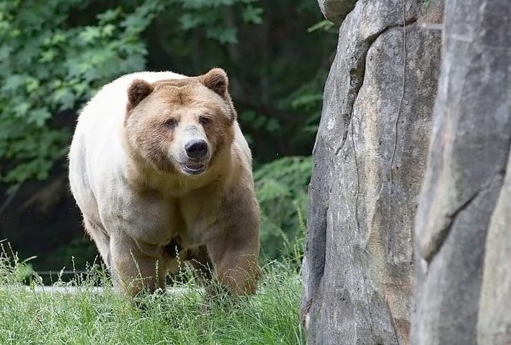 North Carolina Zoo - Grizzly Bear