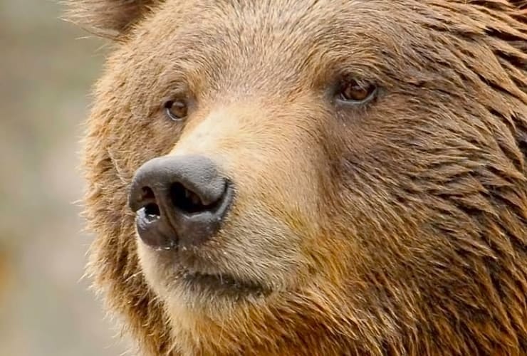 North Carolina Zoo - Grizzly Bear Closeup