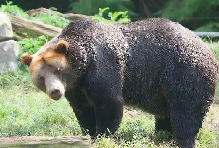 North Carolina Zoo - Grizzly Bear