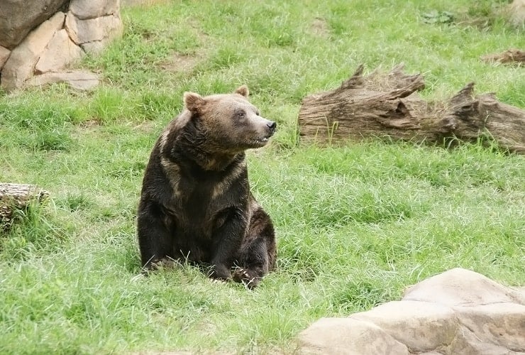 North Carolina Zoo - Grizzly Bear Cub