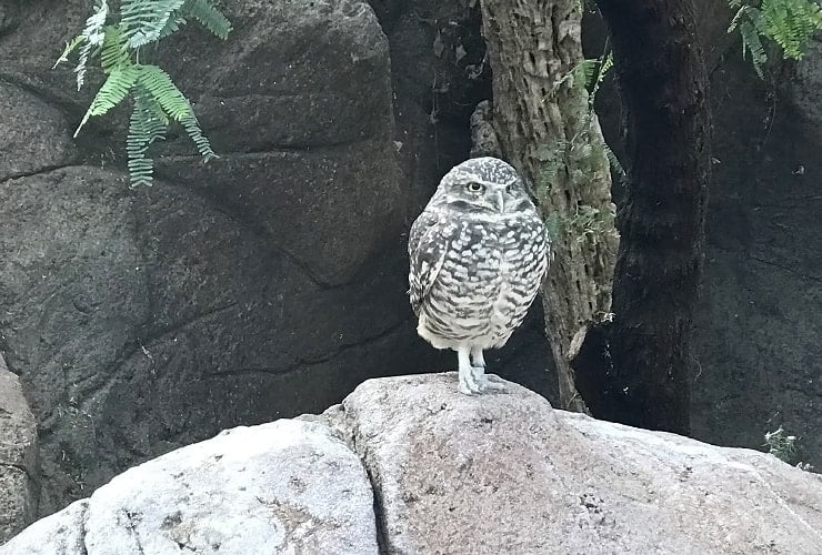North Carolina Zoo - Desert Borrowing Owl
