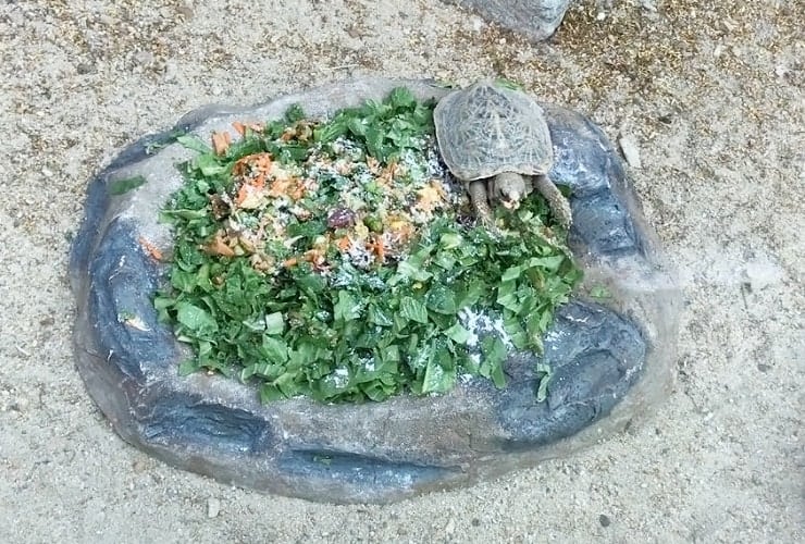 North Carolina Zoo - Desert Pancake Tortoise